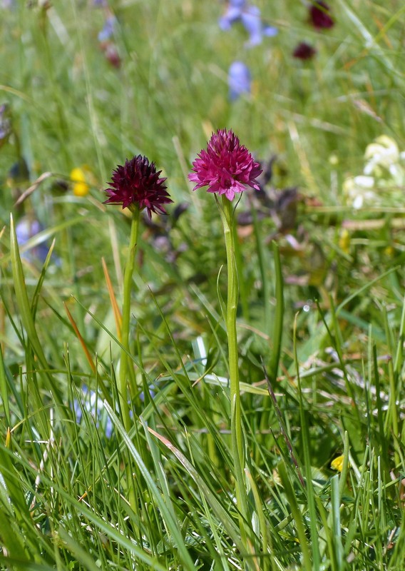 Una giornata a Valparola. Dactylorhiza, Nigritella e grandi montagne!